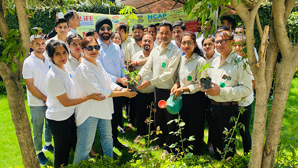 the membe of Daffohils